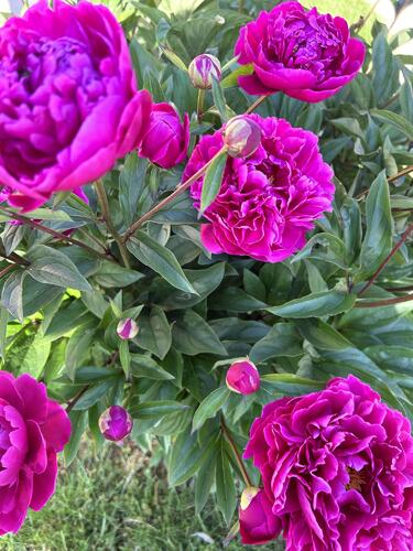 Chambre d'hôtes Chambre  d’hôtes Pivoine