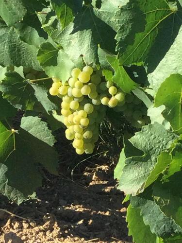 Chambre d'hôtes Chambre  d’hôtes Pivoine