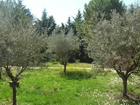 Chambre d'hôtes Le Mas de la Cigale Bleue